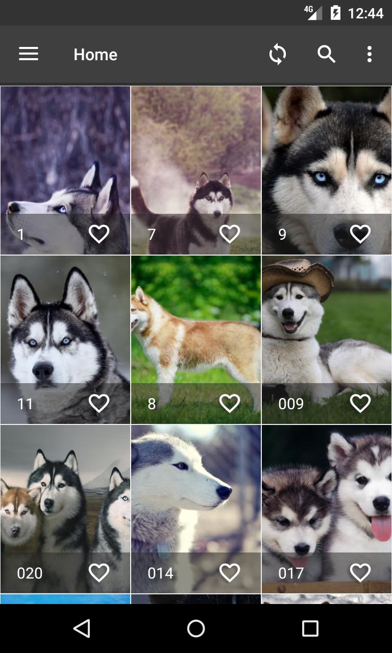 Siberian Husky Wallpapers