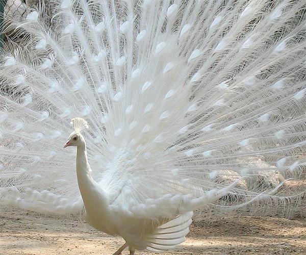 Peacock Live Wallpaper
