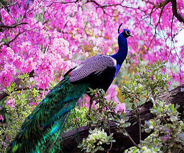 Peacock Live Wallpaper