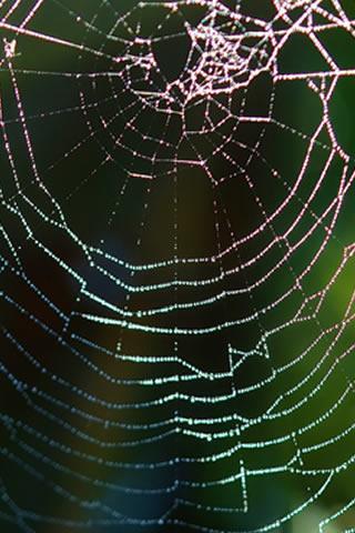 Spider Men last game in 2015,