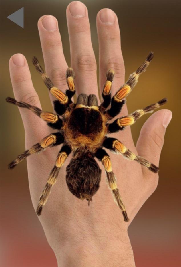 Spider On Hand. Scare Prank